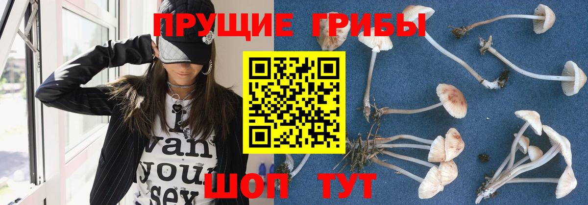 Галлюциногенные грибы прущие грибы  Галлюциногенные грибы GOLDEN TEACHER  купить  цена  Вход с VPN  Нижнекамск 